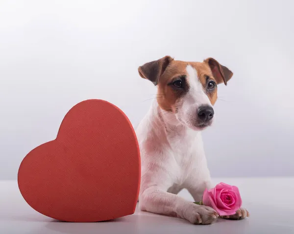 Jack Russell Terrier se sienta junto a una caja en forma de corazón y un ramo de rosas rosadas. Perro en una cita — Foto de Stock