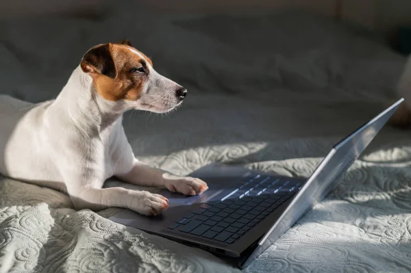 Smart dog jack russell terrier ligt op het bed bij de laptop. — Stockfoto