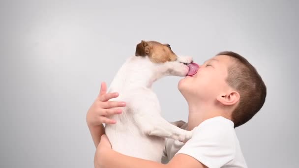 Jack Russell terrier hund slikker drengene ansigt. – Stock-video