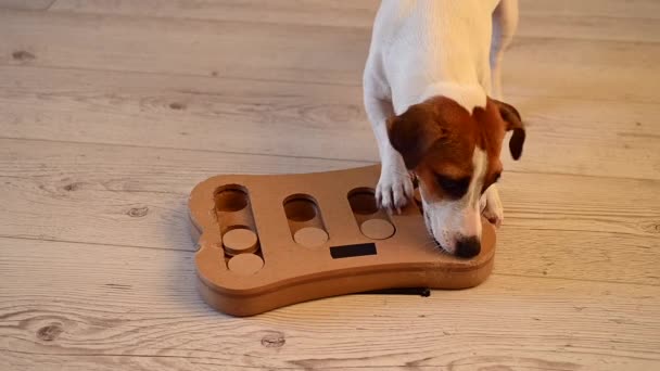 Jack Russell Terrier está buscando comida en un juguete educativo en forma de facturas. — Vídeo de stock