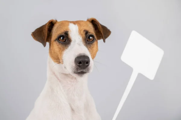 Jack Russell Terrier com um sinal num fundo branco. Cão segurando anúncio falso. — Fotografia de Stock