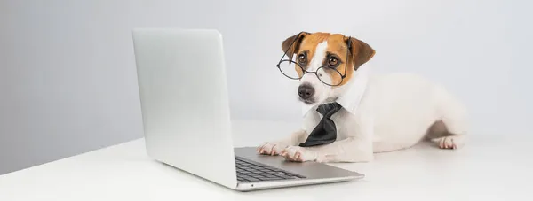 Gözlüklü ve kravatlı teriyer köpeği Jack Russell laptopta beyaz arka planda çalışır.. — Stok fotoğraf