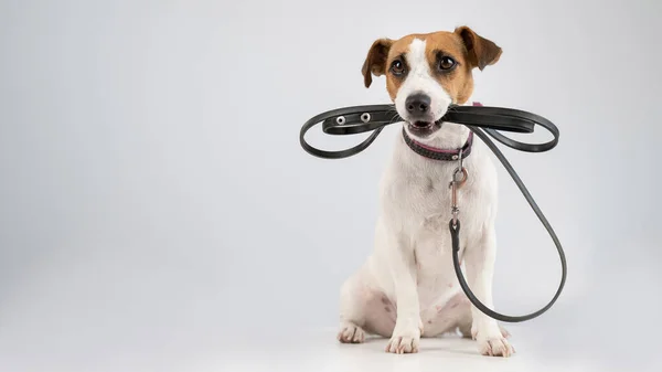 Jack russell terrier dog holding a leash on a white background. — Stock Photo, Image