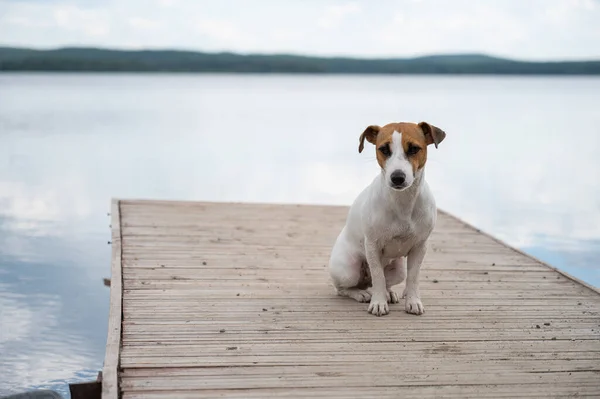 Triste cão jack russell terrier senta-se sozinho no cais junto ao lago. — Fotografia de Stock