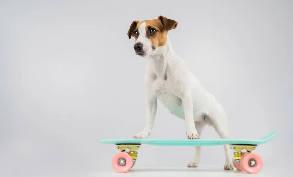 Pies na tablicy na białym tle. Jack Russell Terrier jeździ na deskorolce w studio. — Zdjęcie stockowe
