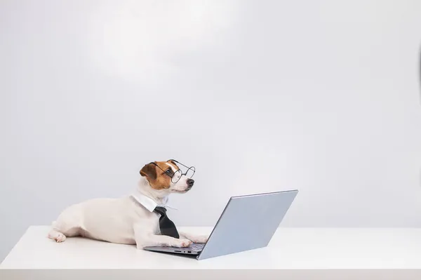 Портрет розумного собаки за комп'ютером на білому тлі . — стокове фото