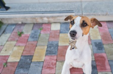 Köpek Jack Russell Terrier evin anahtarlarını verir.