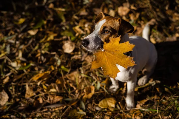 Jack Russell terrier kutya kezében egy sárga juharfalevél az őszi erdőben. — Stock Fotó