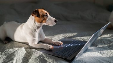 Akıllı köpek Jack Russell Terrier dizüstü bilgisayarın yanında yatıyor..