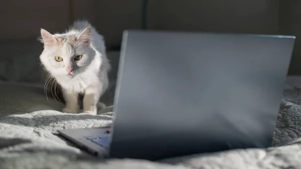 White cat sits at a laptop on the bed. — Stock Photo, Image