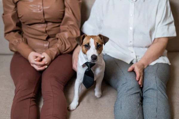 На милому собаці Джек Рассел - Терр "є лежить краватка і сидить з двома жінками на дивані — стокове фото