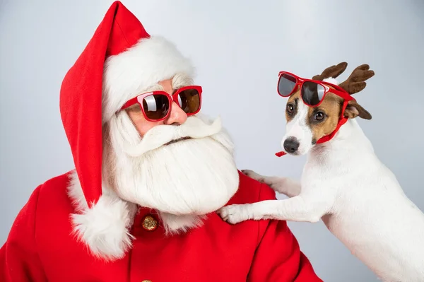 Święty Mikołaj i Mikołaj pomagają w okularach przeciwsłonecznych na białym tle. Jack Russell terrier pies w kostiumie jelenia. — Zdjęcie stockowe