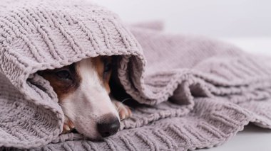 Gri bir ekoseyle kaplı şirin küçük bir köpek. Jack Russell Terrier 'ın ağızlığı battaniyenin altından sarkıyor. Geniş Ekran