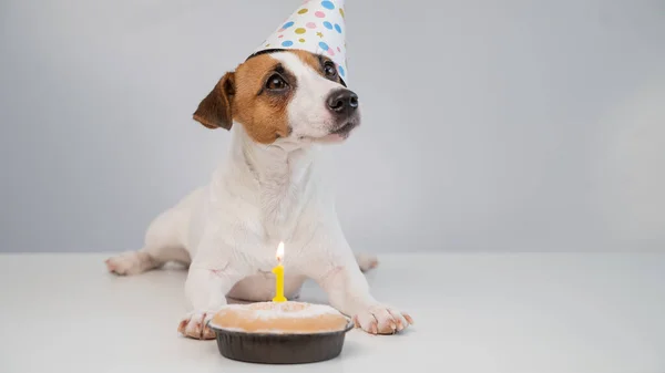 Un lindo perro con una gorra festiva se sienta frente a un pastel con una vela ardiente número uno. Jack Russell Terrier celebra su cumpleaños —  Fotos de Stock
