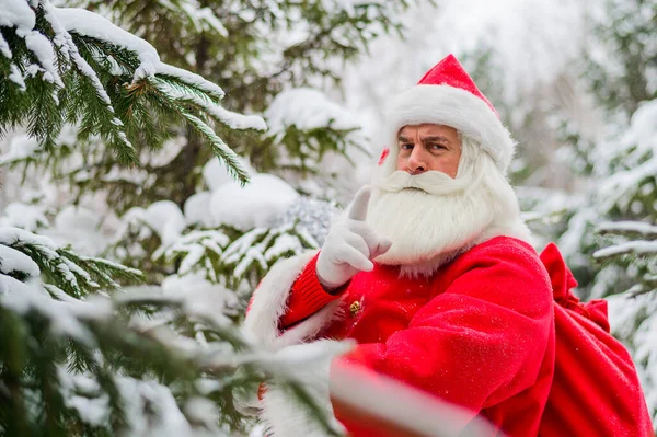 Surpris Père Noël marche à travers une forêt de conifères enneigée au pôle Nord en Laponie. Joyeux Noël. Carte postale. — Photo