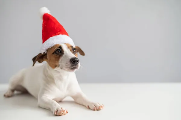 Ritratto di un cane jack russell terrier in un cappello di Babbo Natale su sfondo bianco. Biglietto di auguri di Natale — Foto Stock