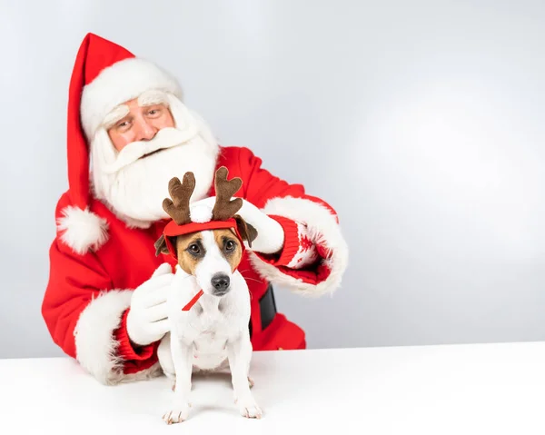 Weihnachtsmann und Jack Russell Terrier Hund als Rentier verkleidet, Weihnachtsmann Helfer auf weißem Hintergrund. — Stockfoto