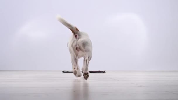 Chien Jack Russell terrier allusion au propriétaire que son temps de marcher et tient une laisse dans sa bouche sur un fond blanc. — Video