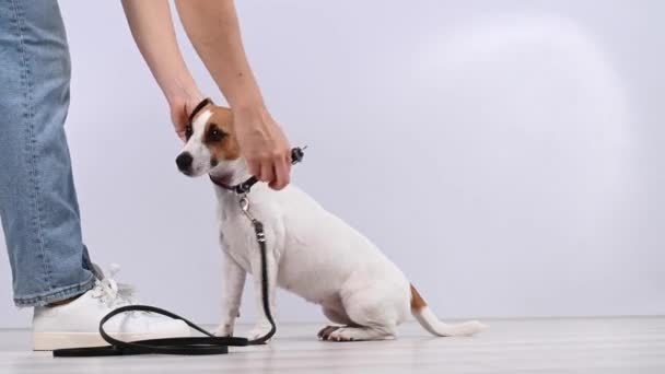 Proprietarul pune un guler pe un câine Jack Russell terrier înainte de o plimbare pe un fundal alb. — Videoclip de stoc