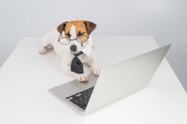 Gözlüklü ve kravatlı teriyer köpeği Jack Russell laptopta beyaz arka planda çalışır..