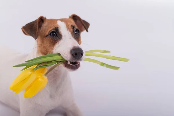 Retrato de um valete russell terrier em um buquê de tulipas amarelas em sua boca em um fundo branco. Cão parabeniza com Dia Internacional da Mulher — Fotografia de Stock