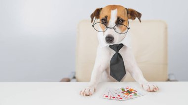 Jack Russell gözlüklü ve kravatlı teriyer köpeği poker oynar. Kumar kart oyunlarına bağımlılık.