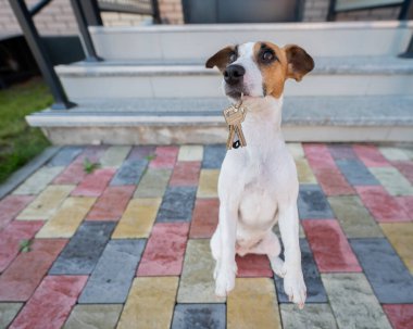 Köpek Jack Russell Terrier evin anahtarlarını verir.