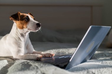 Akıllı köpek Jack Russell Terrier dizüstü bilgisayarın yanında yatıyor..