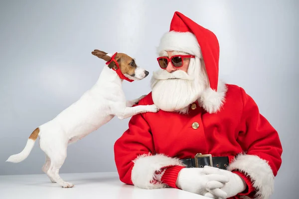 Weihnachtsmann und Weihnachtsmann mit Sonnenbrille auf weißem Hintergrund. Jack Russell Terrier Hund im Hirschkostüm. — Stockfoto