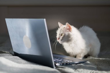 Beyaz kedi yatağın üstünde dizüstü bilgisayarın başında oturuyor..