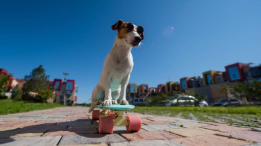 Jack Russell, güneş gözlüklü teriyer köpeği. Açık hava tahtasıyla geziyor..