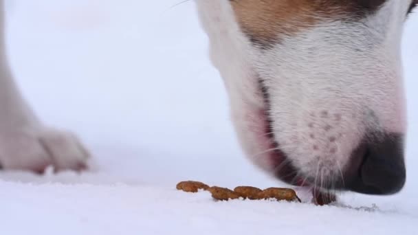 Dog jack russell terriër eet droog voedsel uit de sneeuw. — Stockvideo