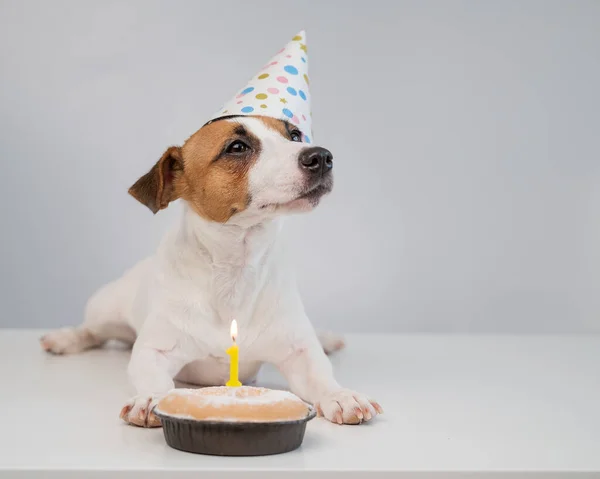 Un lindo perro con una gorra festiva se sienta frente a un pastel con una vela ardiente número uno. Jack Russell Terrier celebra su cumpleaños — Foto de Stock