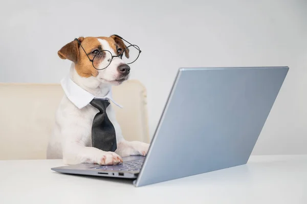 Chien Jack Russell terrier dans des lunettes et une cravate se trouve à un bureau et travaille à un ordinateur sur un fond blanc. Représentation humoristique d'un animal de compagnie patron. — Photo