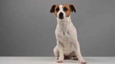 Köpek Jack Russell Terrier beyaz arka planda burnundan yiyecek yakalıyor..