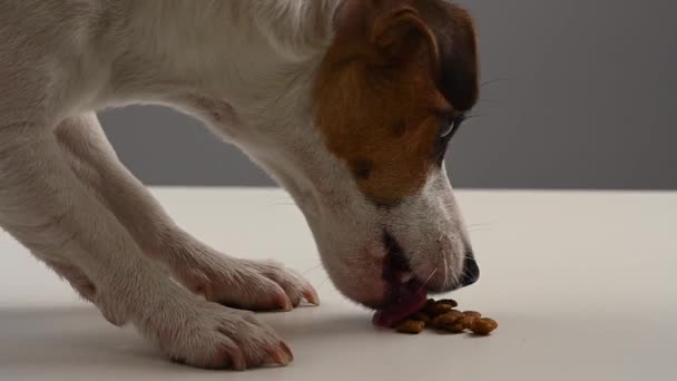 Gros plan chien jack russell terrier manger de la nourriture sèche. — Video