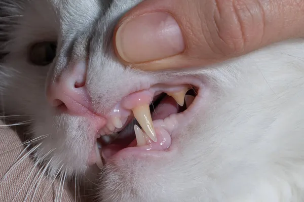 Detailní záběr kočičích tesáků. Žena kontroluje zuby domácího mazlíčka. — Stock fotografie