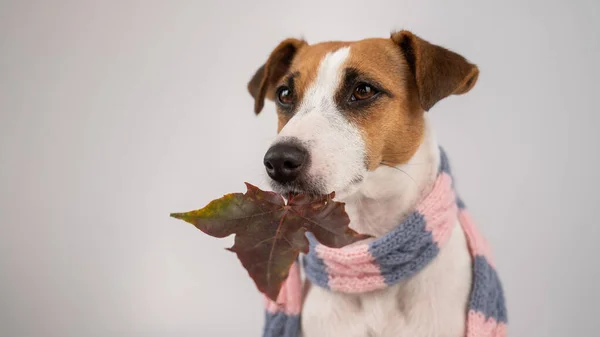 Собака Джек Рассел Терьер носит вязаный шарф держа кленовый лист на белом фоне. — стоковое фото