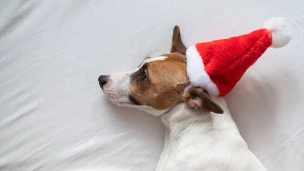 Джек розпродає собаку-тер'єра в капелюсі санти, лежачи на білому аркуші. Різдвяна листівка — стокове фото
