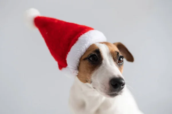 Ritratto di un cane jack russell terrier in un cappello di Babbo Natale su sfondo bianco. Biglietto di auguri di Natale — Foto Stock