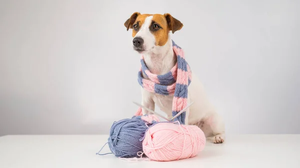 Собака джек-російський тер'єр в'яже в'язаний шарф на білому тлі . — стокове фото