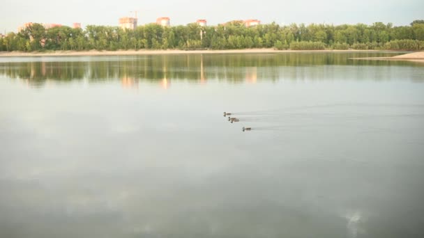 Anatre nuotare in un lago nel centro della città. — Video Stock