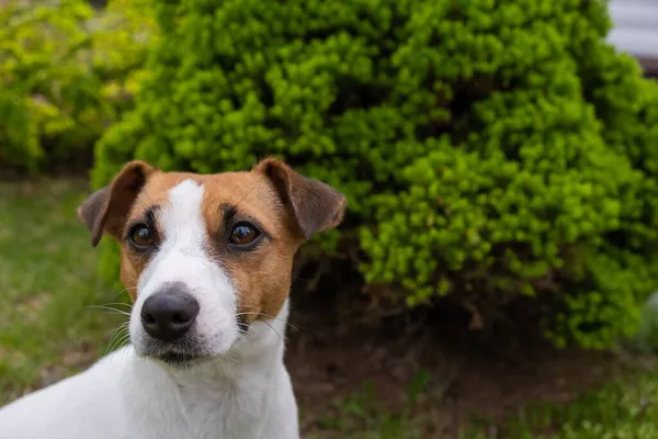 Σκύλος Jack Russell τεριέ στο πάρκο το καλοκαίρι. — Φωτογραφία Αρχείου