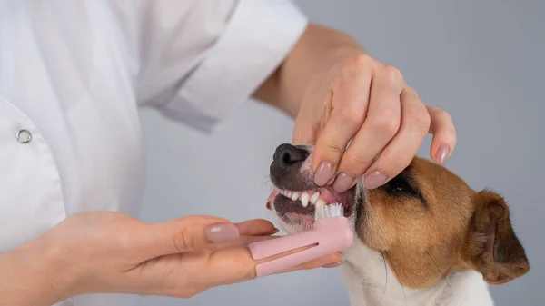 Woman veterinarian brushes the teeth of the dog jack russell terrier with a special brush putting it on her finger.