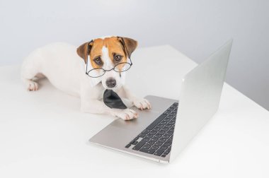 Gözlüklü ve kravatlı teriyer köpeği Jack Russell laptopta beyaz arka planda çalışır..