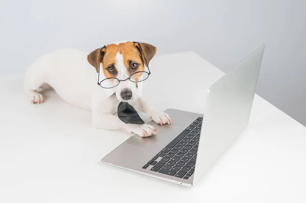 Jack russell terrier hond in bril en stropdas werkt op laptop op witte achtergrond. — Stockfoto