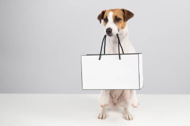 Jack Russell Terrier köpeği beyaz arka planda kese kağıdı tutuyor. Alışveriş..