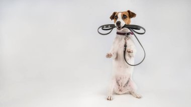 Beyaz arka planda tasması olan Jack Russell Terrier köpeği..
