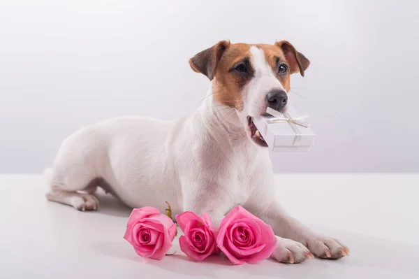 Hond met een geschenk in zijn mond op een witte achtergrond. Jack Russell terriër geeft bloemen aan zijn geliefde voor een vakantie — Stockfoto
