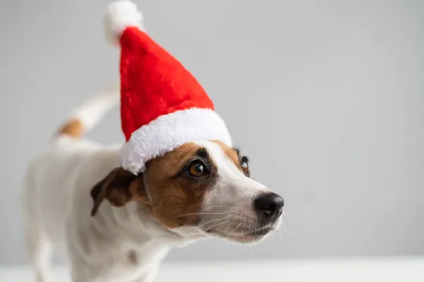 Portret psa Jacka Russella Terriera w czapce Świętego Mikołaja na białym tle. Kartka świąteczna — Zdjęcie stockowe